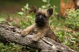 CAIRN TERRIER 388